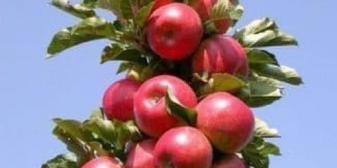 5 Najboljih kolonastih sorti jabuka - rane, rane i slatke